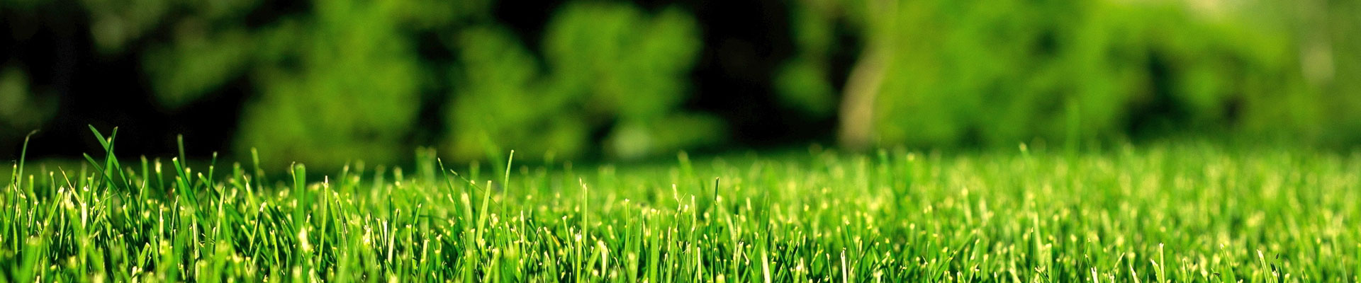 用綠色點(diǎn)綴世界，用生機(jī)感動人心