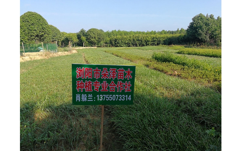 湖南華苑苗木基地實拍7