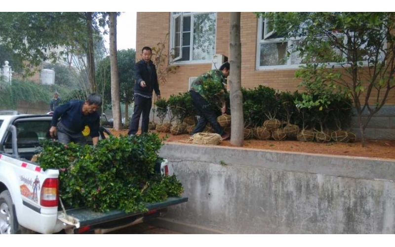 湖南華苑園林為長沙縣湘龍家園樓盤進(jìn)行整體綠化項目