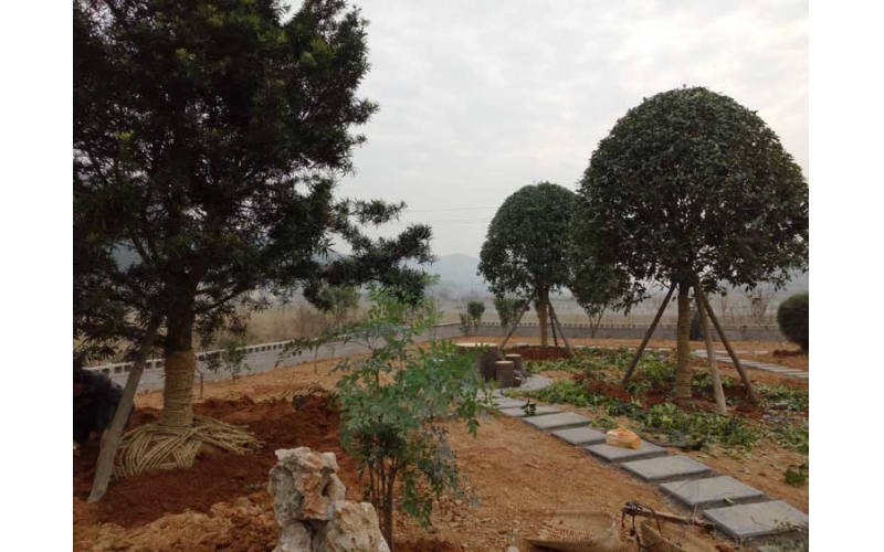 湖南華苑園林為韶山龐總別墅打造宜人庭院，綠化效果驚艷！