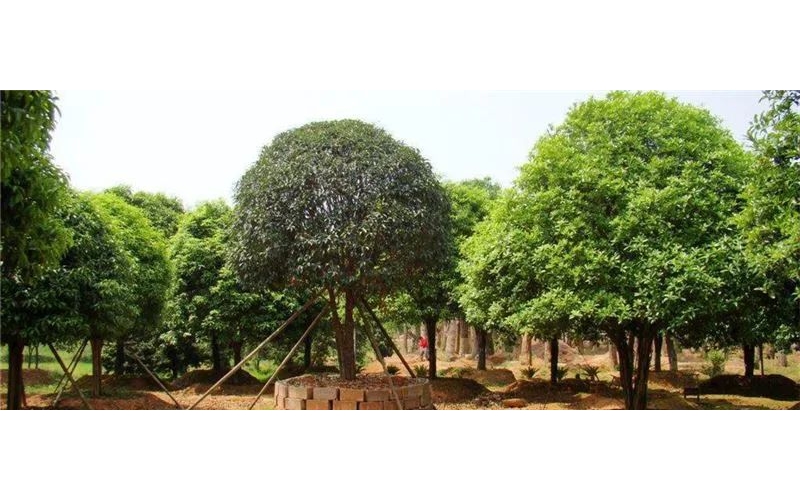 桂花樹的養(yǎng)殖方法和注意事項